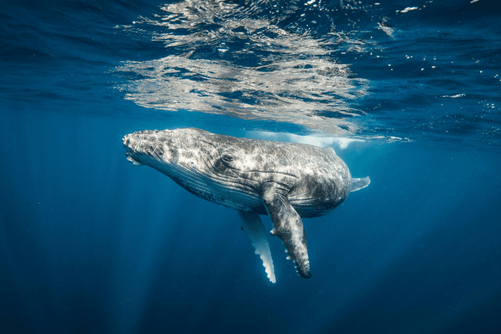 How Deep Do Humpback Whales Dive? Samaná Guide