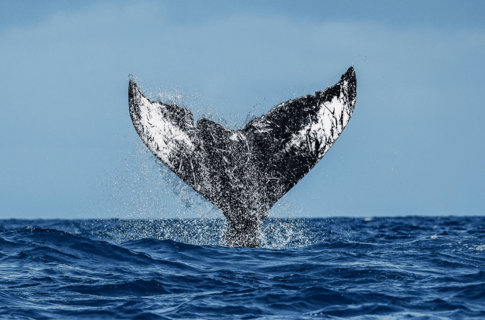 Samaná vs. Miches Whale Watching: Key Differences