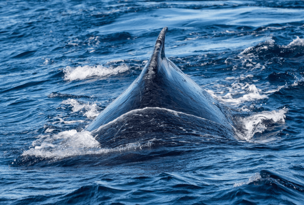 Humpback Whale Songs and Social Learning