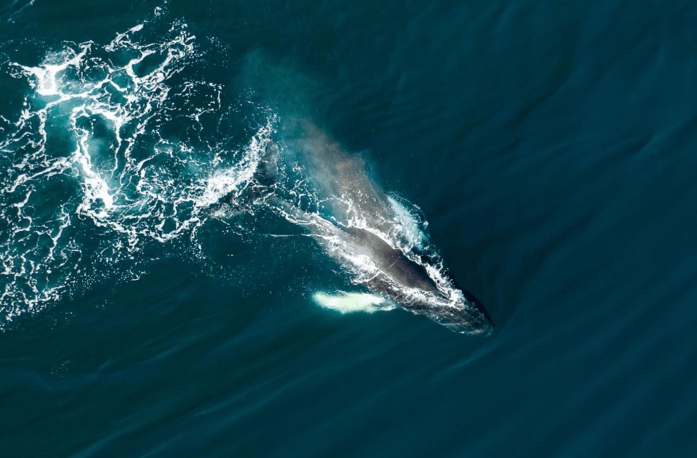 Wildlife in Samaná Bay: Beyond the Whales