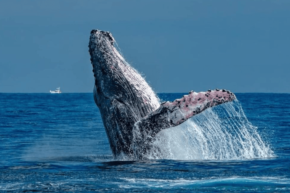 How Scientists Identify Humpback Whales in Samaná