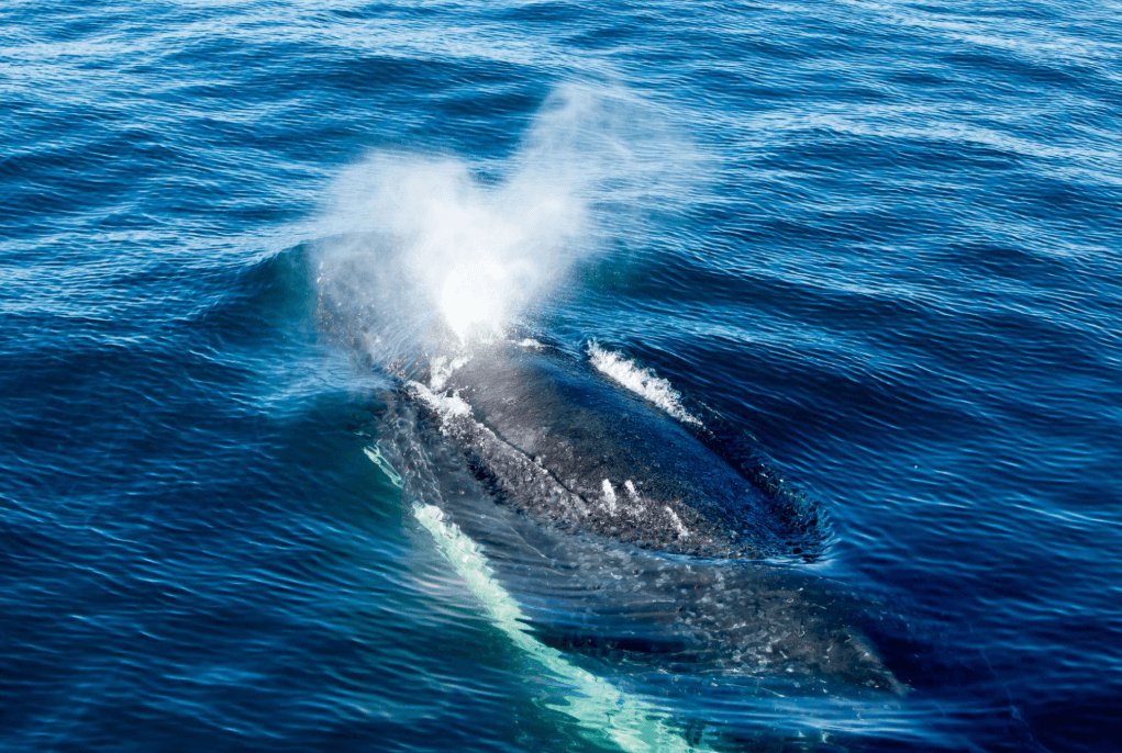 How Long Do Humpback Whales Stay in Samaná Bay?