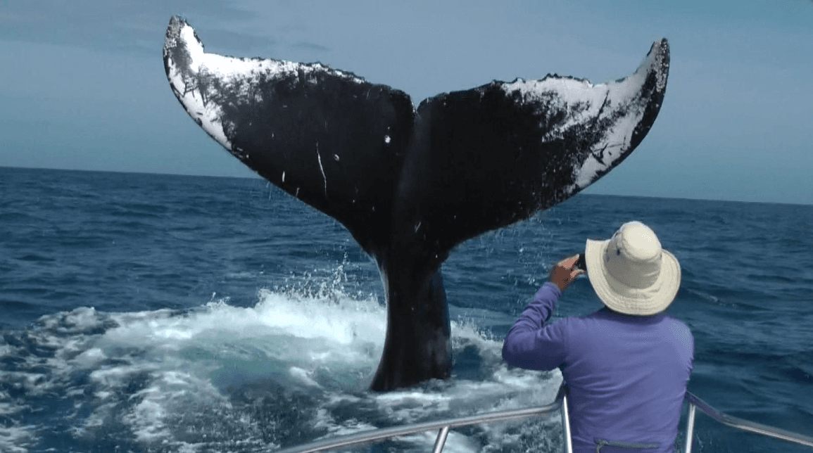 How Humpback Whales Keep Their Skin Healthy in Samaná Bay