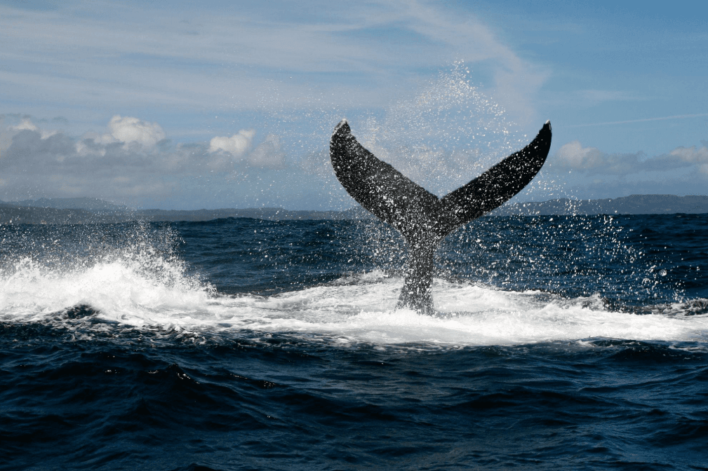 Why Does the Ocean Sometimes Look Smooth During Whale Watching in Samaná Bay?