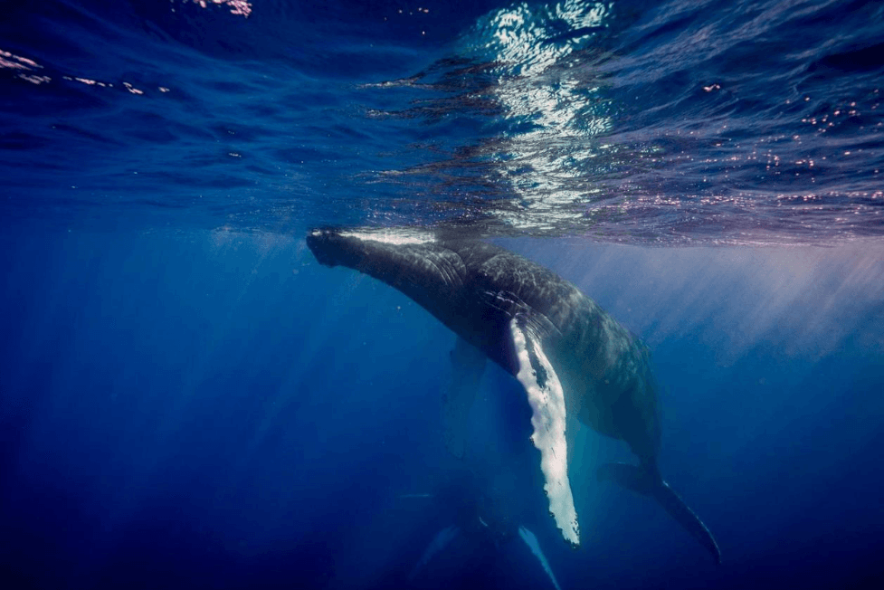 How Humpback Whale Sightings Are Recorded and Reported