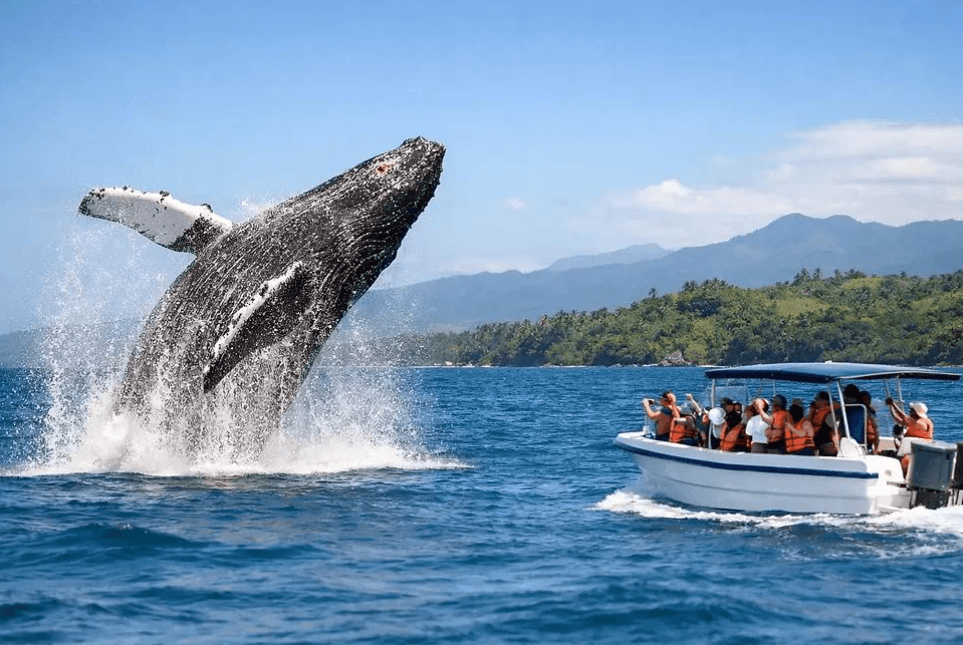Why Do Humpback Whales Change Swimming Speed in Samaná Bay?