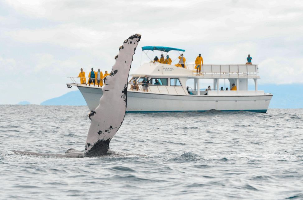 Why Humpback Whales Choose the Warm Waters of Samaná