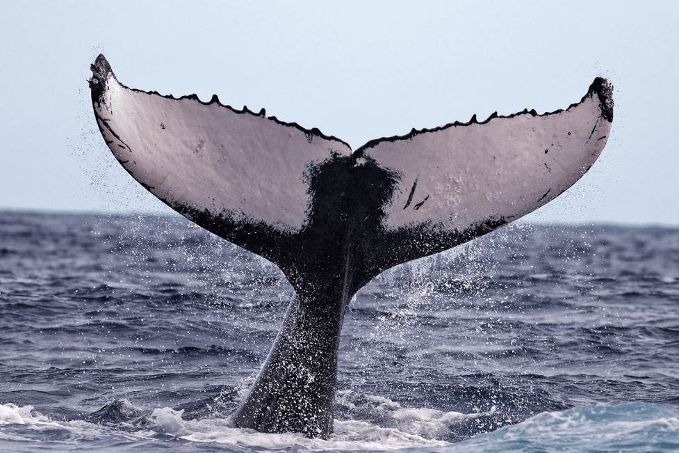 How Humpback Whales Care for Their Calves | Samaná Guide