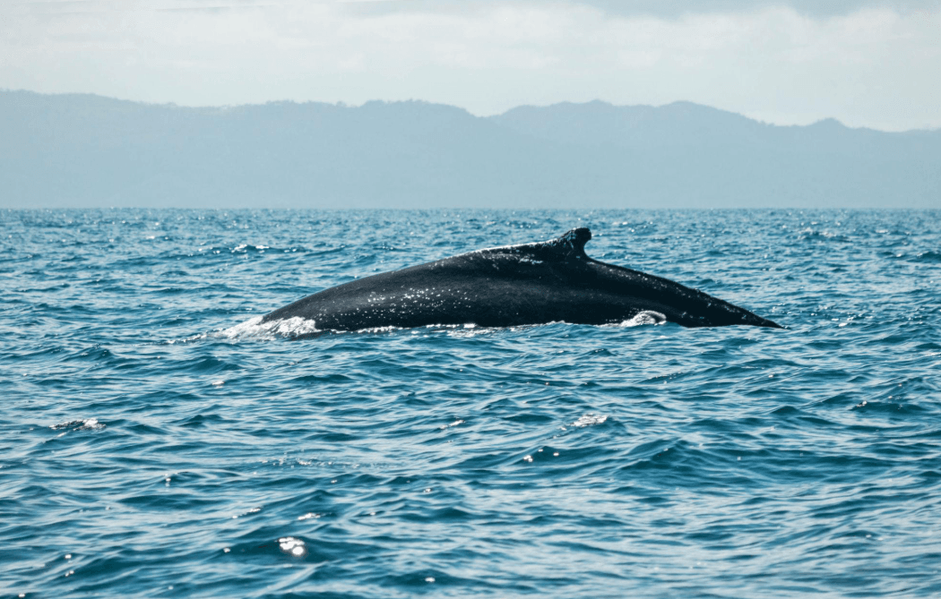 How Do Humpback Whales Protect Themselves?