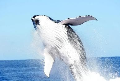 Punta Cana: Samana Whale Watching, Cayo Levantado & Lunch â Guided tour and outdoor activity