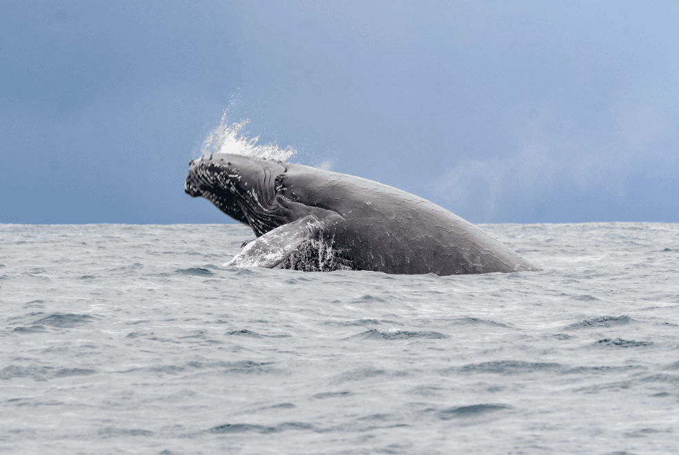How to Identify Humpback Whale Mothers and Calves in Samaná Bay